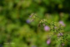 Thalictrum platycarpum
